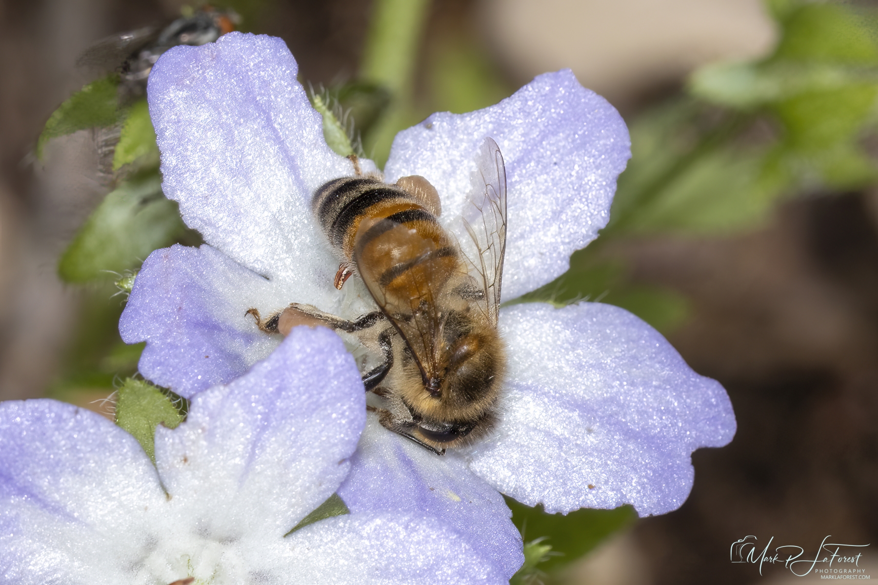Baby Blue Eye with Honey Bee, Austin, Texas